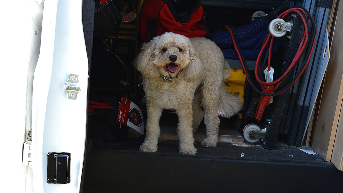 Lulu in the van